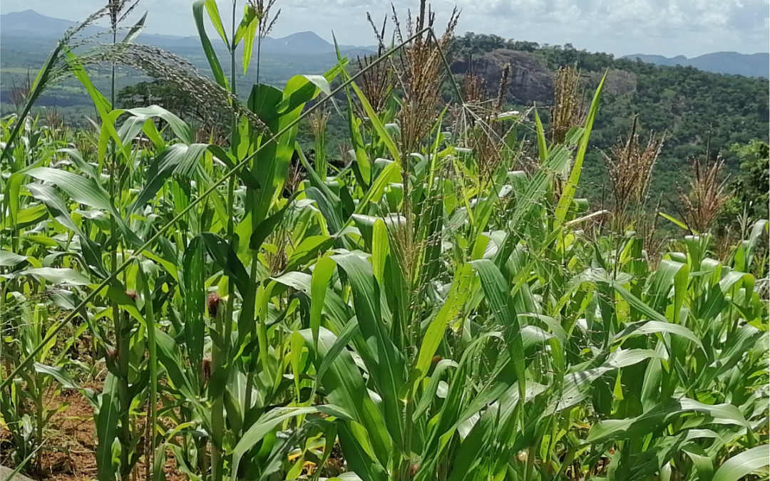 Annual Report & Accounts 2022