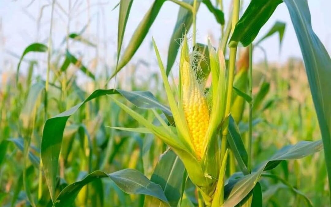 Holding(s) in Company